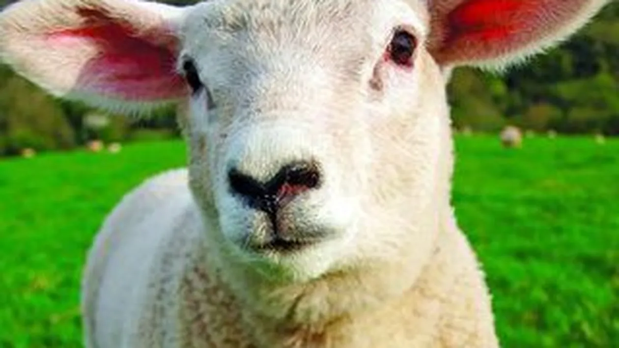 Cat costa mielul de Paste?