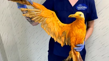 Au găsit această pasăre portocalie pe marginea drumului și au dus-o la veterinar. Acolo, surpriză: Ce era pasărea exotică, de fapt