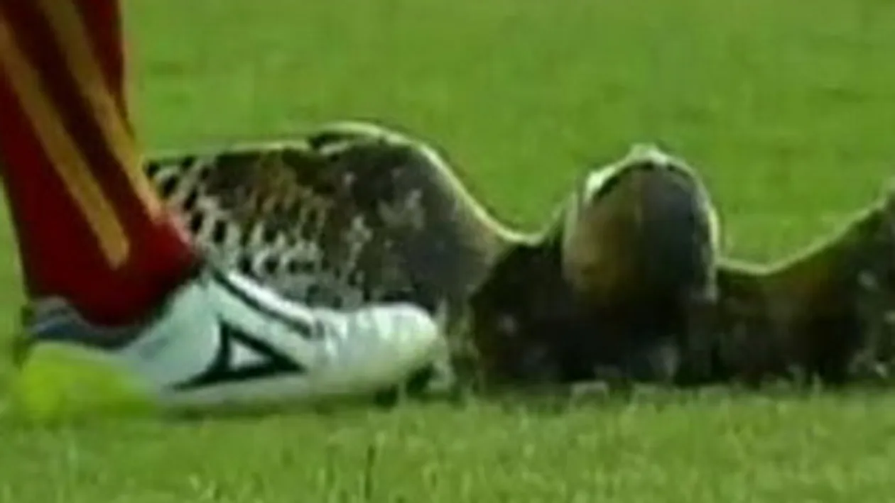 Fotbalistul Luis Moreno, 45 de zile de inchisoare pentru uciderea unei bufnite in timpul meciului