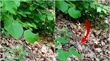 Panică pentru un grup de turiști din Băile Herculane! Au dat nas în nas cu o viperă cu corn. Sancțiuni dure pentru cei care ucid specia