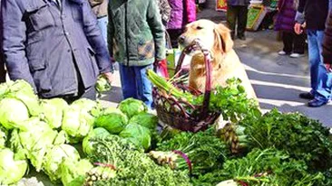 Nu e menajera, e catel in casa