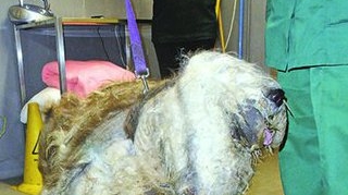 In ce hal a ajuns un ciobanesc! Blocat in blana de 13 kg