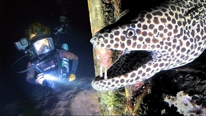 Ce se află, de fapt, la fundul Oceanului Indian. Descoperire ireală făcută de un scafandru