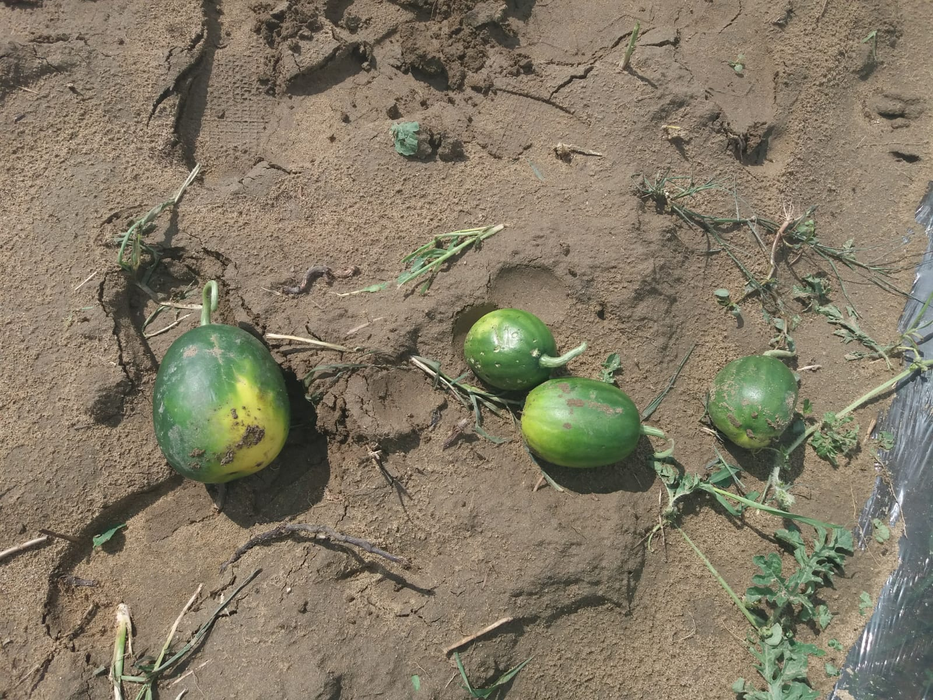 Cultura de pepeni de la Dăbuleni, distrusă de grindină. Fermierii cer ajutorul Guvernului