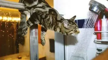 VIDEO genial! Credeai ca pisicile urasc apa? Mai gandeste-te... Uite cum fac dus si cum se balacesc motanii astia!