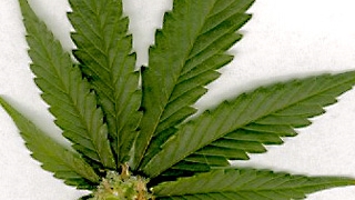 Jumatate din populatia Americii vrea sa fie legalizata marijuana