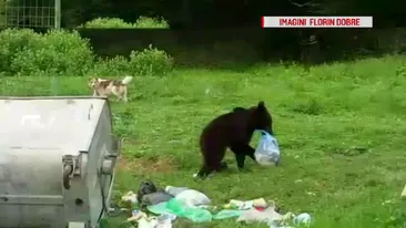 Un urs a fost surprins în timp căra ce saci de gunoi spre pădure, în Prahova