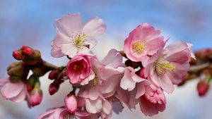 Mesaje de Florii 2023. Cele mai frumoase urări pentru toți cei care poartă nume de flori