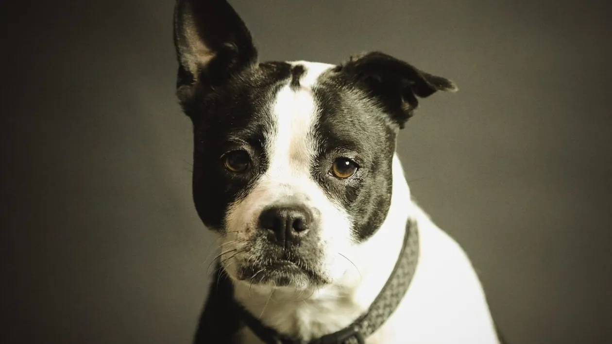 Fotbalistul care și-a abandonat câinele a fost dat afară de la club! Conducerea nu a tolerat ce i-a făcut bietului animal