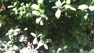 Iluzie optică | Ești un geniu dacă poți găsi pisica ascunsă în această fotografie