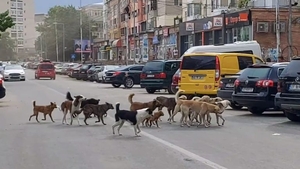 Sute de câini vagabonzi bântuie pe străzile din Caracal, oamenii sunt disperați