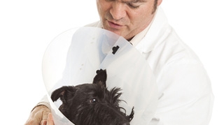 Veterinarii sunt predispusi la sinucidere!