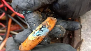 Șobolanii au ros cablurile de la un semafor și au paralizat circulația într-o intersecție din Capitală