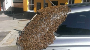 Mii de albine au urmărit, timp de două zile, o mașină! Ce au căutat în portbagajul automobilului