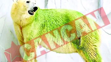 Au inverzit ursii polari