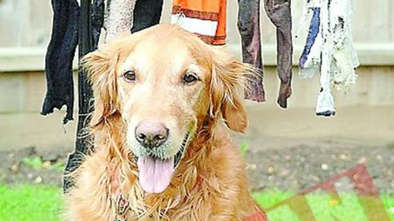 Cainele care mananca haine