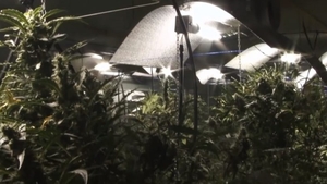 VIDEO. Procurorii DIICOT au dat lovitura în Dâmbovița. Au capturat o rețea care a furnizat două tone de cannabis și produse derivate în ultimii ani