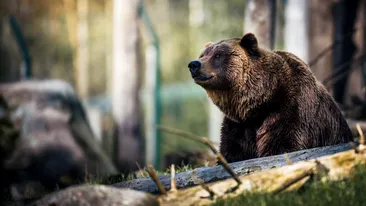 Braconaj în Argeș! Un urs a fost găsit schingiuit într-un laț. Animalul a decedat