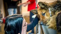 Acest câine maidanez a fost mutilat cu atât de multă cruzime, încât povestea a lăsat pe toată lumea în lacrimi! Cel din spatele atacului a fost numit „Măcelarul din Bucureşti“