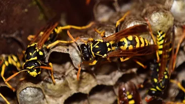 Un muncitor din Sălaj a murit după ce a fost înțepat de mai multe viespi