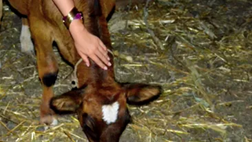 A mangaiat un vitel si s-a ales cu o sperietura de zile mari! Vezi cine a fost fugarita de o vaca infuriata