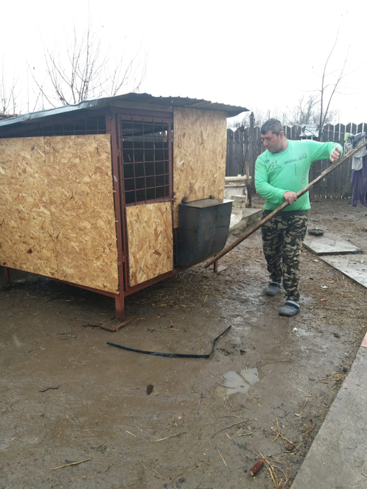 Hrana porcilor-santinelă a fost asigurată de autorități