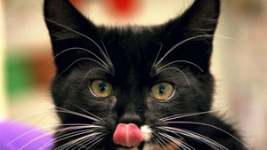 Dovada că pisicile au nouă vieti! Un pui de felină a supravietuit după ce a fost băgat in masina de spălat: "Am crezut că e mort"