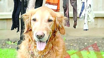 Cainele care mananca haine