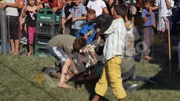 Concurs inedit in Arad: Purcei vanati de copii la Pecica