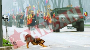 Ce plictiseala la parada militara!
