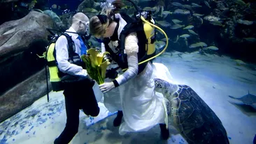 O broasca le-a intrerupt nunta