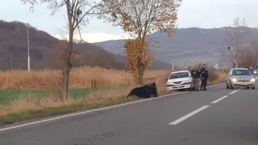 Încă un urs a fost lovit mortal de o mașină, în Mureș