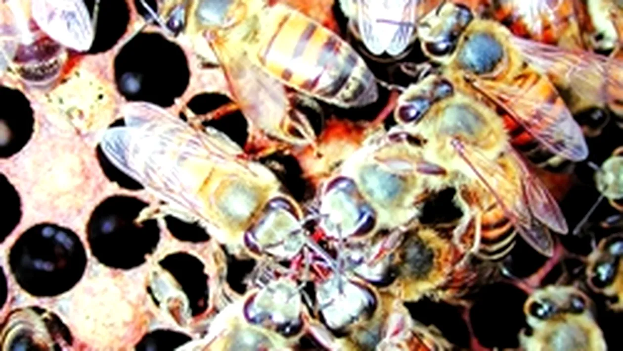Albinele din Vaslui innebunesc si ucid