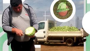 „Patria verzei” din Dolj dă pe-afară de marfă. Cu cât se vinde un kilogram de varză timpurie direct din câmp