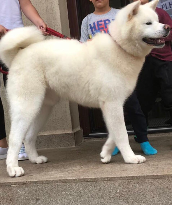 ACUM. Recompensă-record pentru un câine pierdut în București! Proprietarul plătește suma de…