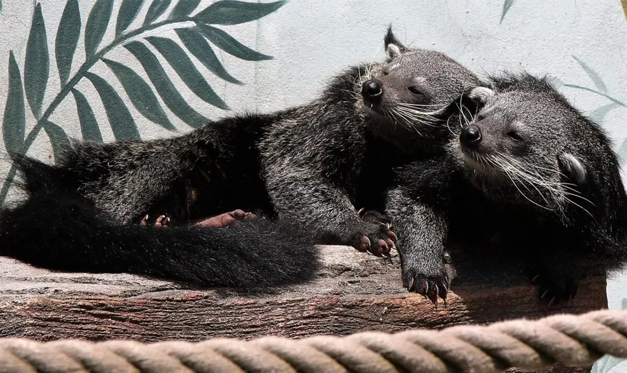 Binturong. Sursă: Pixabay