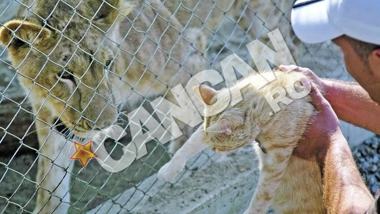 Leoaica Andy, tandra in clipa despartirii de prietenii de joaca si de familia adoptiva. Si-a luat adio