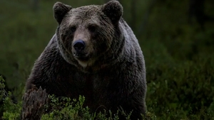 Un urs a făcut prăpăd într-o gospodărie din Porumbacu de Sus, Sibiu. A intrat în curtea unor oameni și...