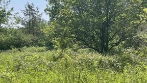 Iluzie optică virală | Aflați unde se ascunde cerbul în pădure!