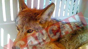 A mers 960 de kilometri in radiatorul masinii