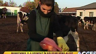 VIDEO Andreea Tonciu a muncit la coada vacii! Afla cum s-a descurcat vedeta cu animalele de la ferma!