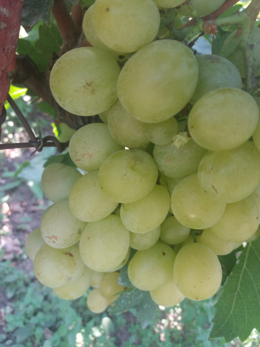 Strugurii s-au făcut nesperat de bine la Băilești
