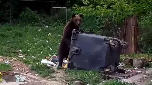 Urșii au luat cu asalt stațiunea Bușteni. Jandarmii au alungat, într-o singură noapte, șapte animale sălbatice | VIDEO