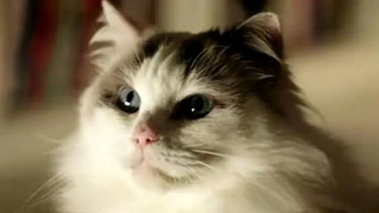 VIDEO Cea mai tare caterinca! Femeile singure care au pisici raman nemaritate pe veci...vezi de ce!