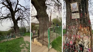 Copacul dorințelor de lângă București! Zeci de oameni vin aici în speranța că își vor schimba viața