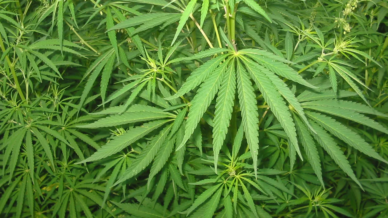 Cultivatori de vise! Sapte persoane au fost retinute pentru trafic de droguri!