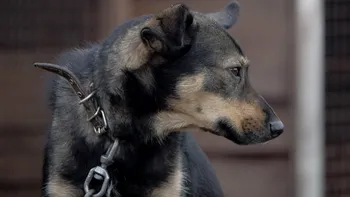 Localitatea din România unde nu se mai află niciun câine în lanț. Proiectul s-ar putea extinde