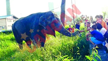 Elefantii au iesit la pascut