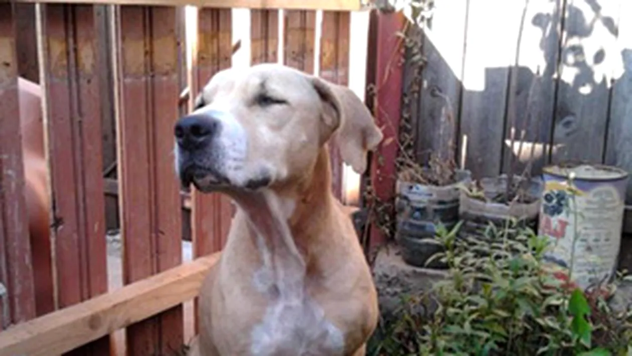 Esti iubitor de animale? Citeste aici o poveste emotionanta