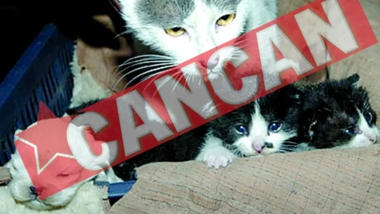 O pisica a fatat un caine?